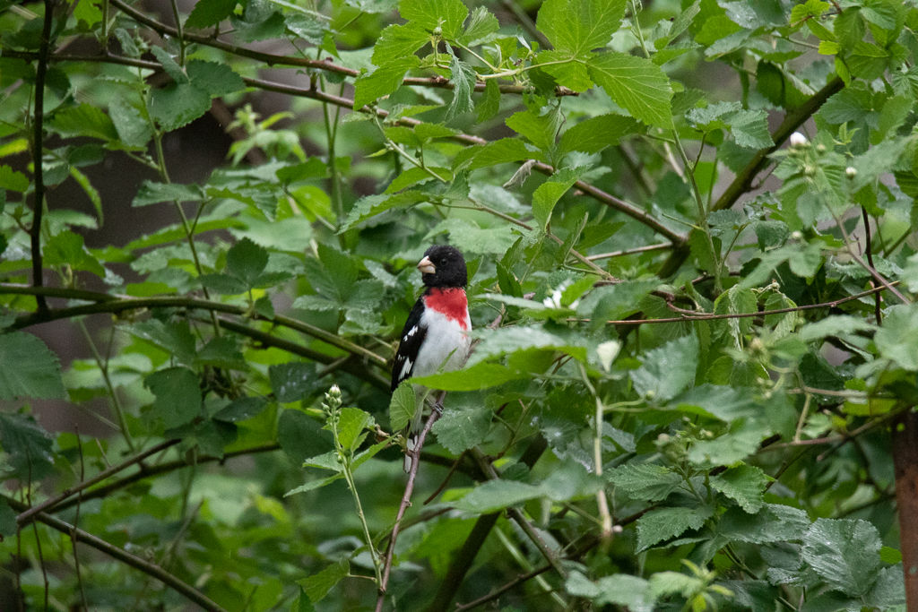 Backyard Birds NH-1968.jpg